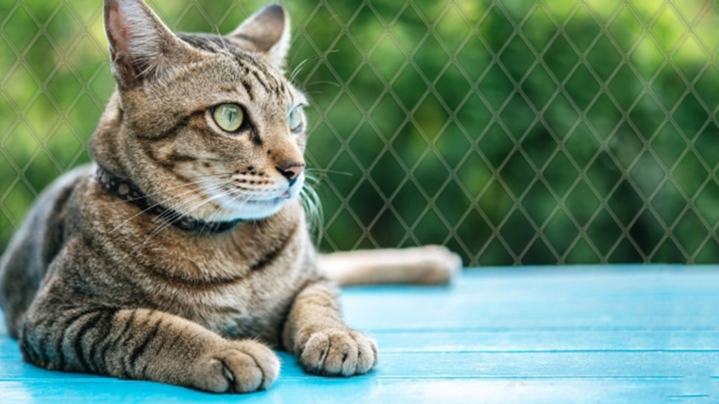 ¿Por qué las mallas de seguridad son el mejor amigo de tu gato?