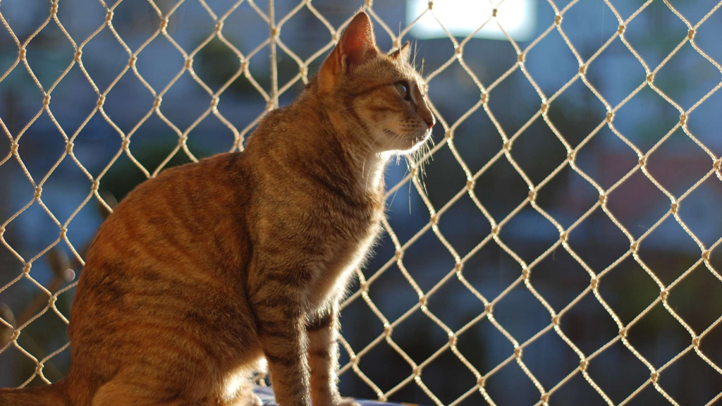 Cómo los gatos perciben las mallas de seguridad: Un vistazo a su mundo sensorial