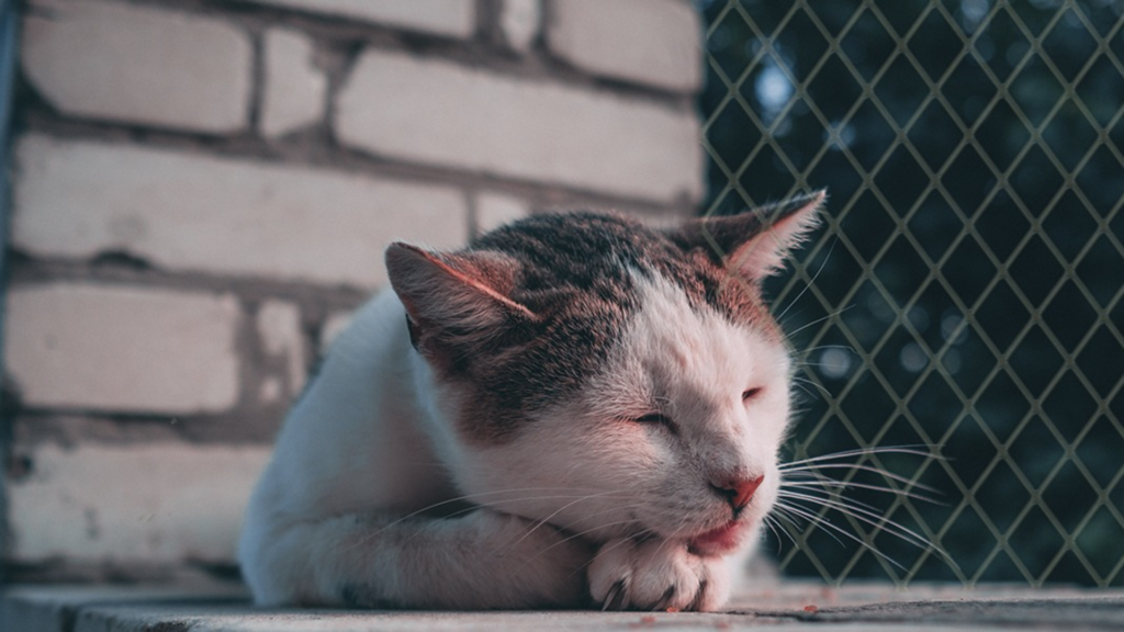 Evita accidentes con tus gatos: La solución perfecta para hogares en Bogotá