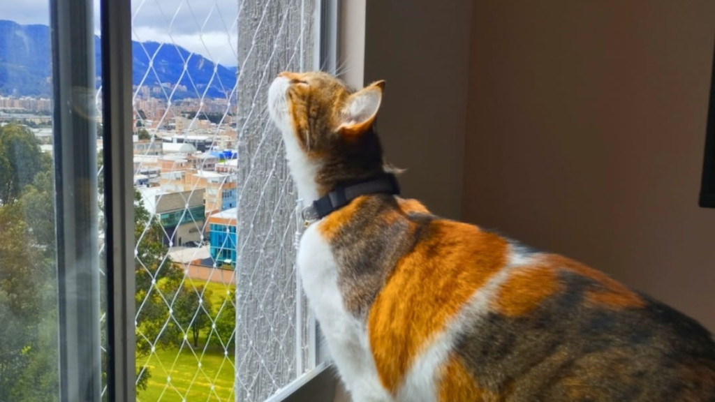 ¿Por qué los gatos aman los balcones? Curiosidades felinas y cómo protegerlos