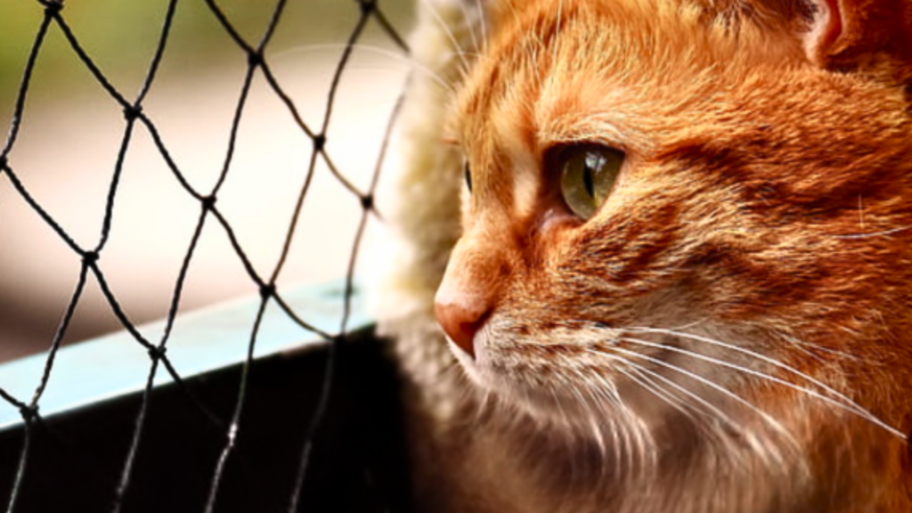 El mejor amigo del gato: Las mallas de seguridad