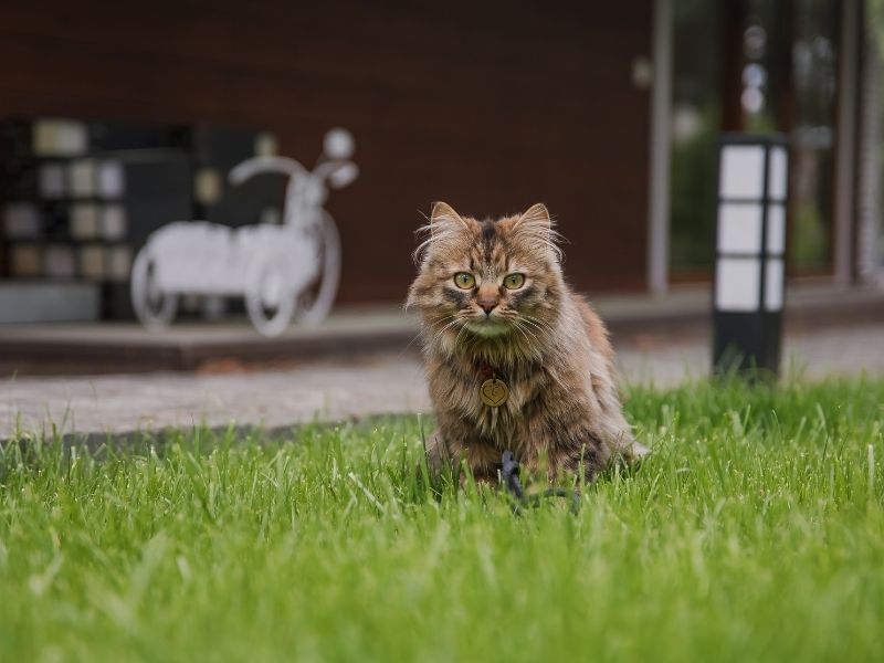 Gatos en conjuntos residenciales: la norma que puede generar multas y lo que deben saber los propietarios. Protegge Mallas de Seguridad