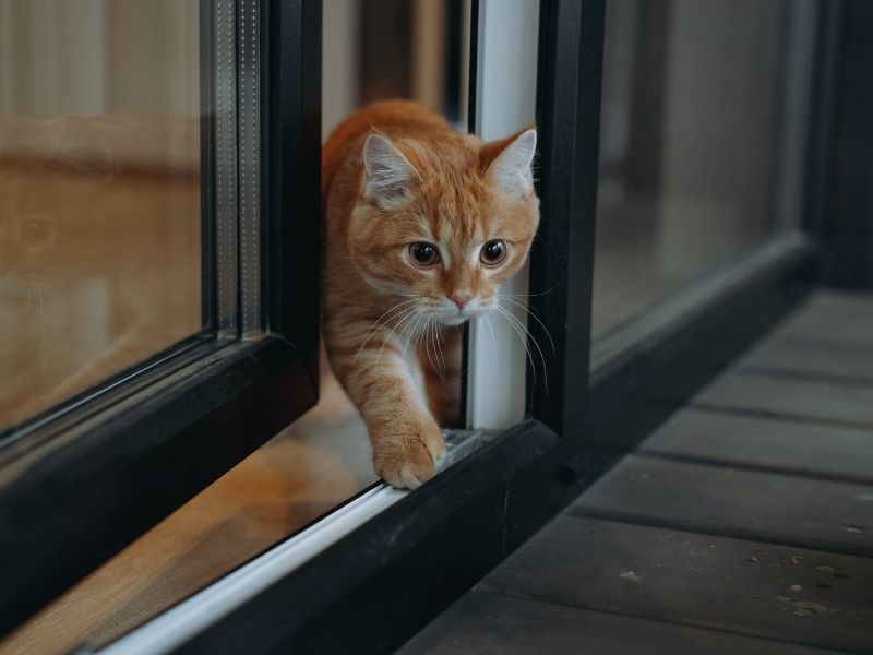 Cómo adaptar ventanas corredizas para que sean seguras para gatos. Protegge Mallas de Seguridad