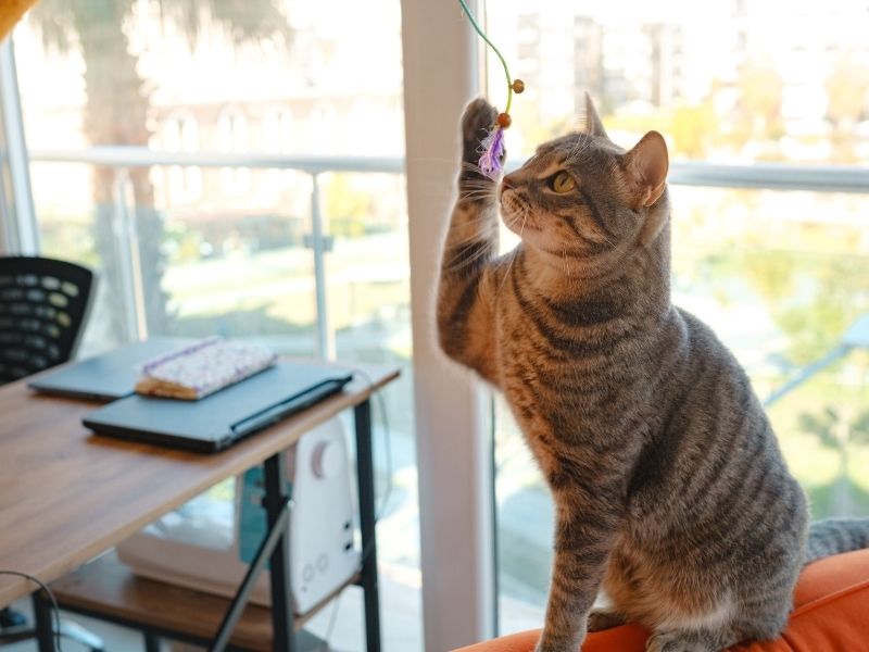 Checklist anual de seguridad para dueños de gatos en apartamentos. Protegge Mallas de Seguridad