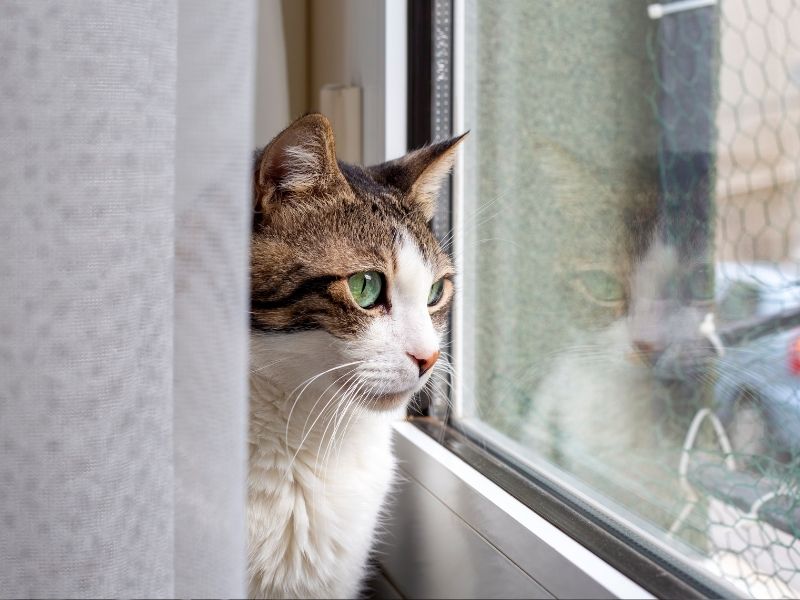 ¿Tu gato maúlla frente a la ventana? Por qué el acceso visual seguro es clave para su salud mental. Protegge Mallas de Seguridad