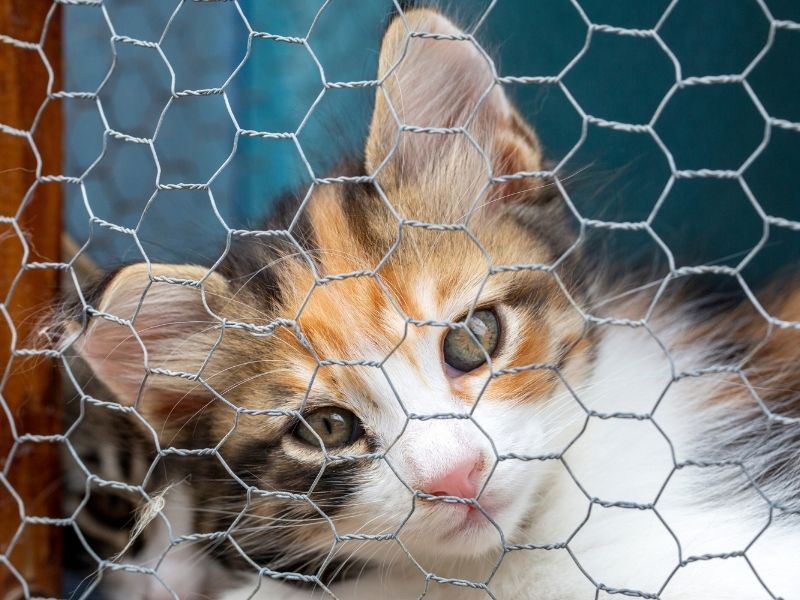 Guía de mudanza pet-friendly: por qué la malla debe ser lo primero que instales en tu nuevo hogar. Protegge Mallas de Seguridad