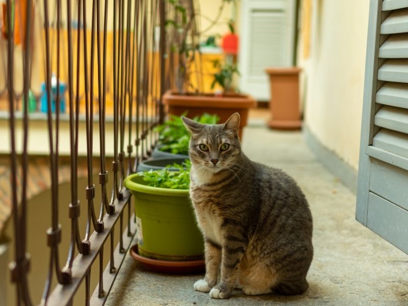 Guía para refrescar tu casa sin poner en riesgo a tu mascota. Protegge Mallas