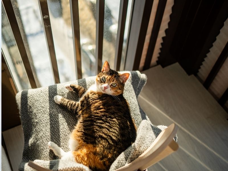 Los beneficios de dejar que tu gato tome el sol (sin riesgos) en el balcón. Protegge Mallas de Seguridad