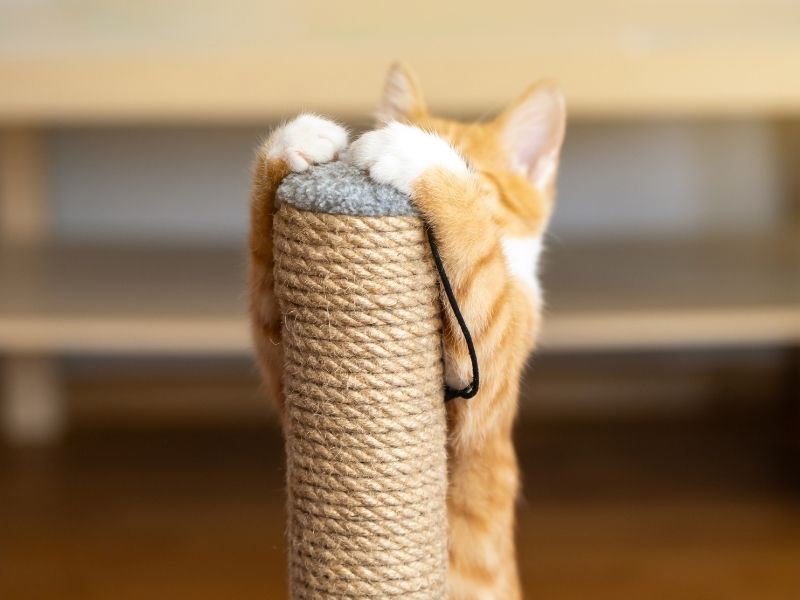 ¿Tu gato araña todo? Te contamos si las mallas de seguridad de verdad resisten sus garras. Protegge Mallas