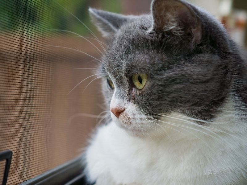 Instinto vs. Peligro: Por qué incluso el gato más tranquilo necesita una malla. Protegge Mallas de Seguridad
