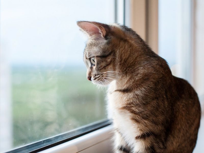 ¿Por qué tu gato necesita ver por la ventana para ser feliz? Protegge Mallas de Seguridad