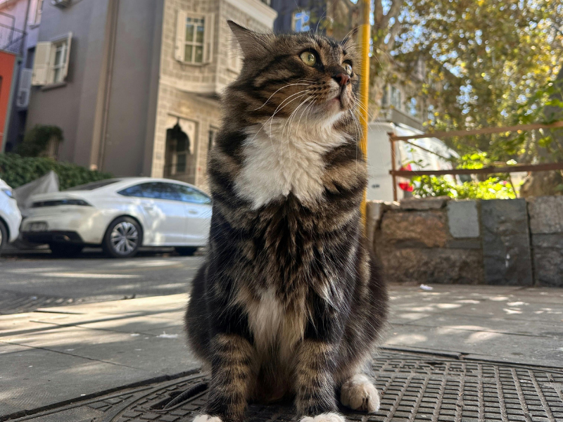 ¿Por qué los gatos castrados se van de la casa?